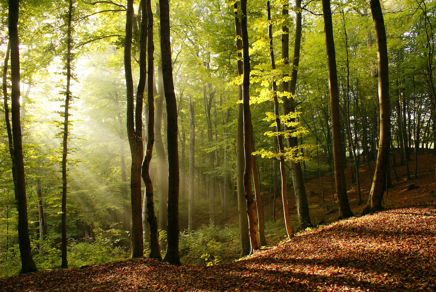  : NATURE : design :: MILAN